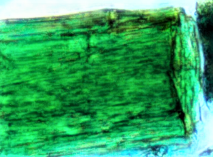 Пространственно-упорядоченная структура cтруктура MOF.png