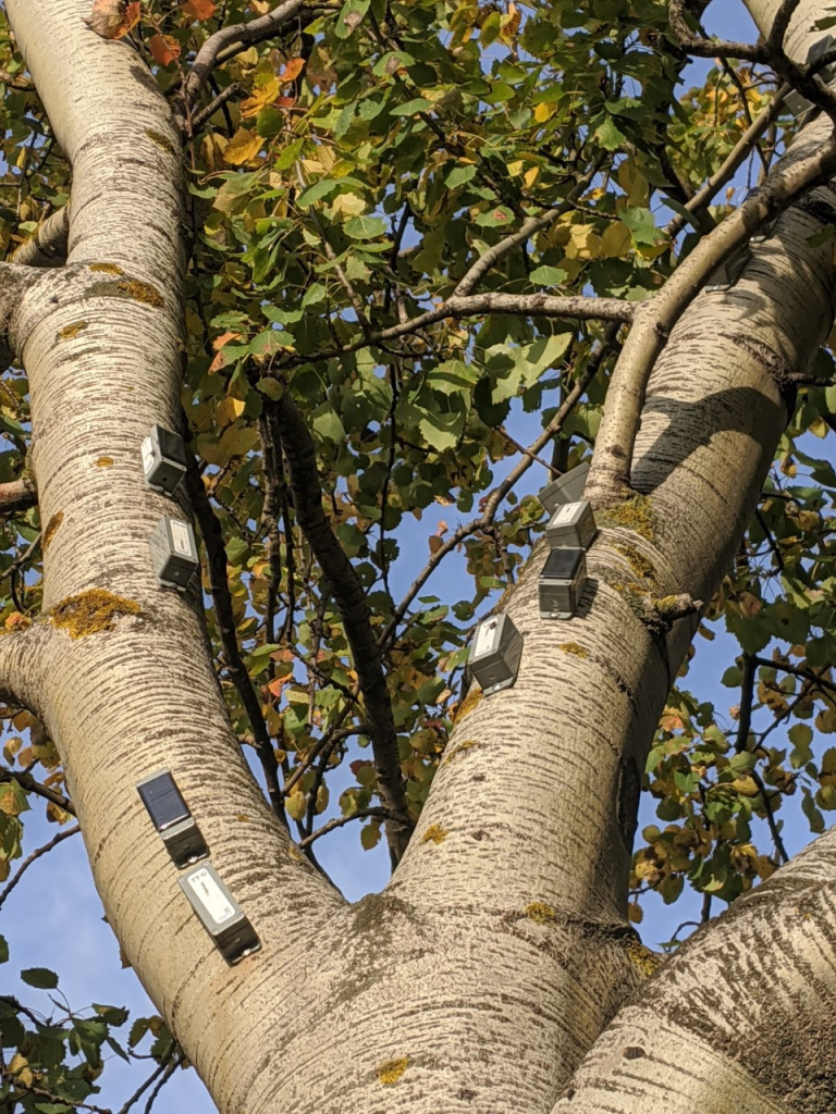 РУДН_Тритокеры на дереве_ближе (1).jpg