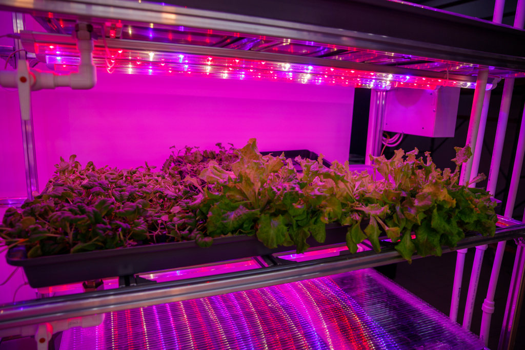 Гастропарк-вертикальная ферма-открытие.jpg